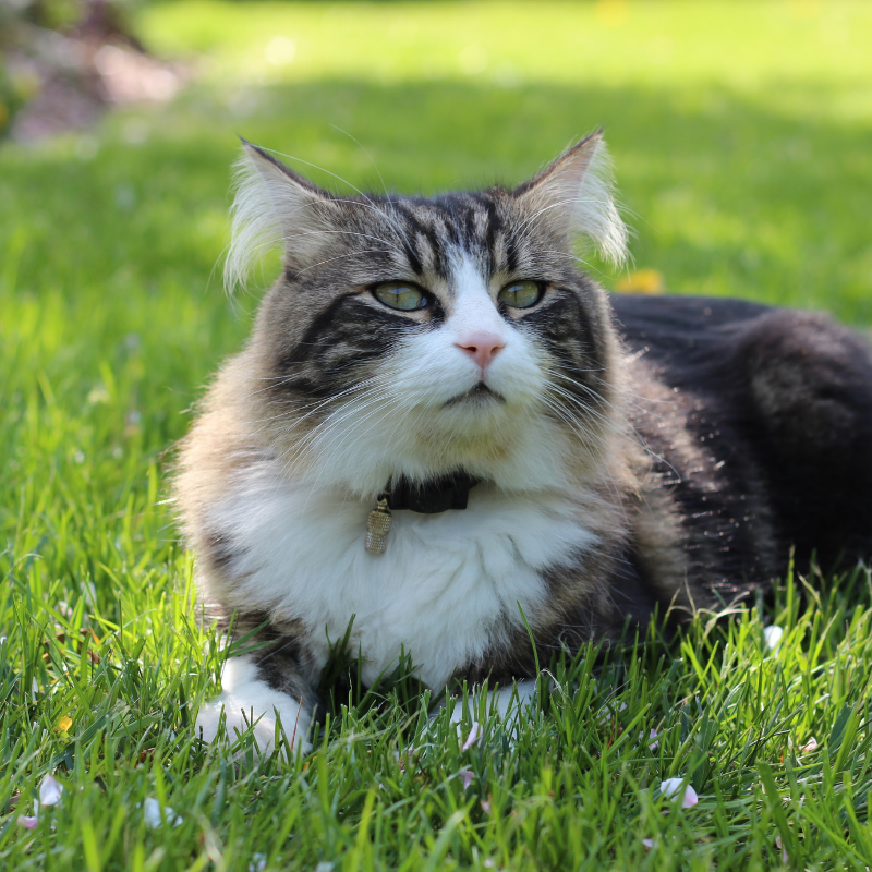 Consultation vétérinaire intégrative à domicile à Genève pour chats
