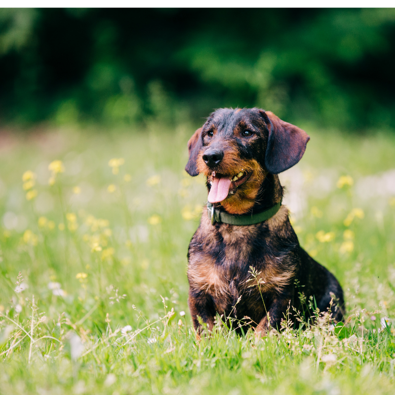 Consultation vétérinaire intégrative à domicile à Genève pour chiens