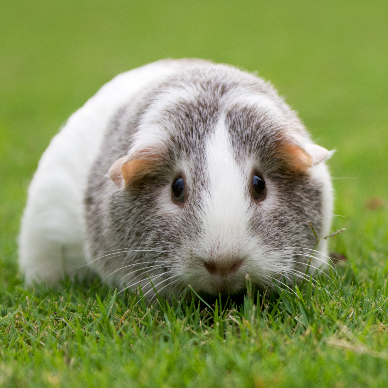 Consultation vétérinaire intégrative à domicile à Genève pour nouveaux animaux de compagnie